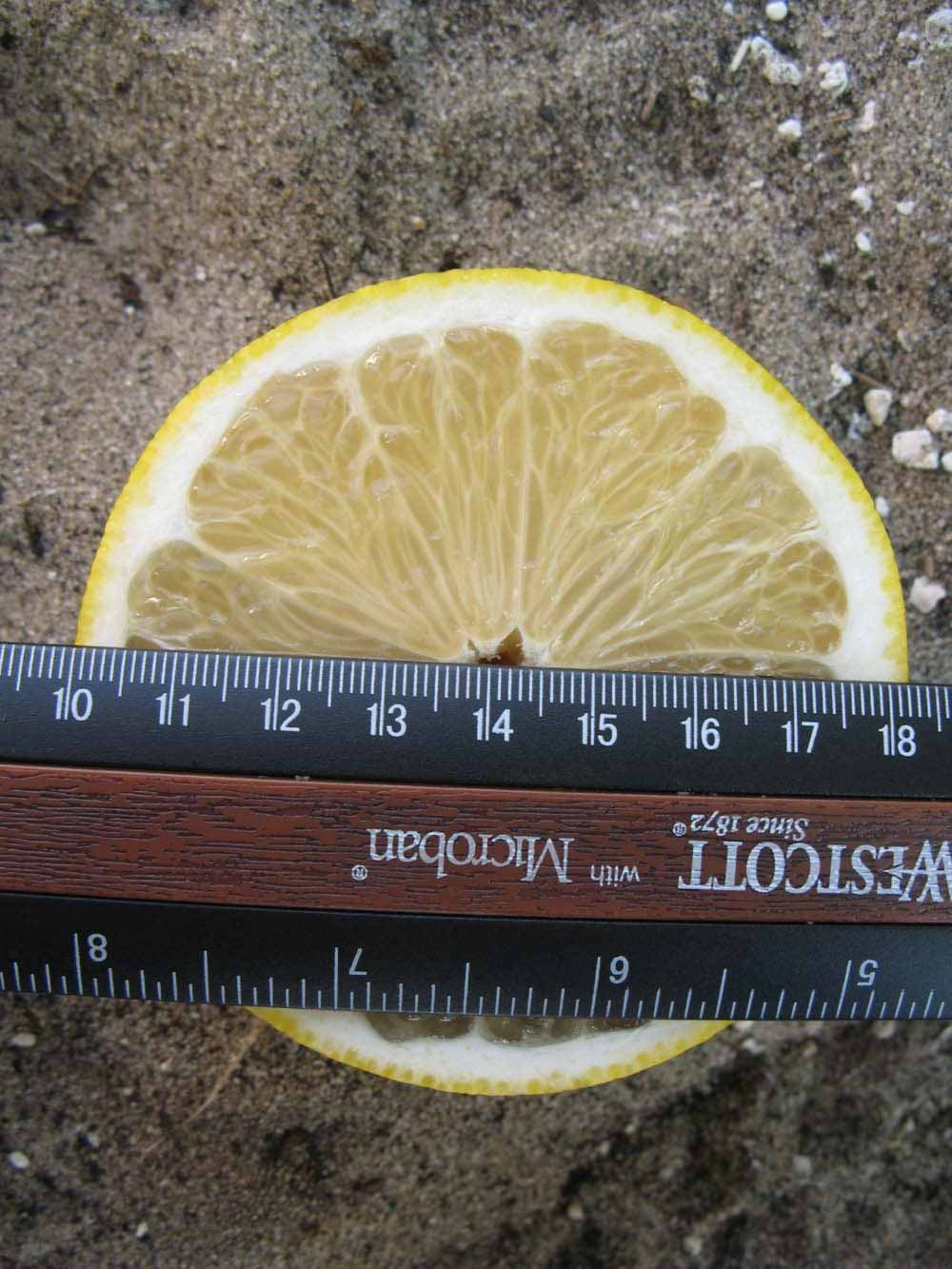              Fruit cross-section (Winter Haven, FL)       